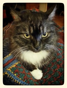 Day 26: Proekt 365 Owl? Or Queen of Cheek?