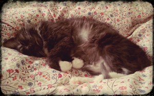 Day 52: Proekt 365 Sweetness in the Morning