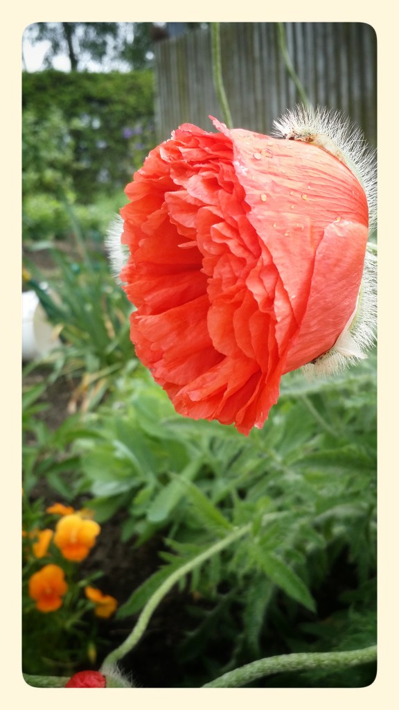 The peace of a poppy